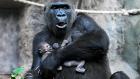 Zweiter Gorilla-Zwilling gestorben