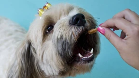 Die Leptospirose ist auf dem Vormarsch