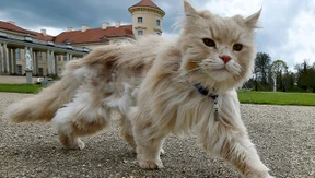 Der berühmte Kater aus dem Rheinsberger Schlossgarten