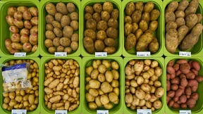 Kartoffeln um mehr als die Hälfte teurer