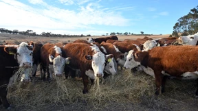 Zwischen Rindern und Rüstung