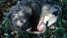 Unsere nächsten Verwandten morden und zetteln Kriege an