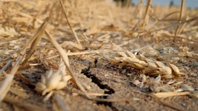 Die Getreidepreise steigen