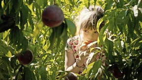 Die letzten Tage des Pfirsichhains