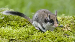 Wo lebt der Gartenschläfer überhaupt noch?
