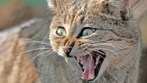 Warum sich ein Besuch der Gelnhäuser Forschungsstation lohnt