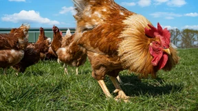 Wenn das Huhn Zähne hätte, würde es sie sehr oft fletschen