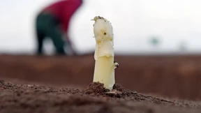 Sonne und Wärme lassen Spargel sprießen 