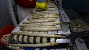 Freiwillige in den Spargel