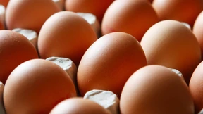 Fipronil-Eier in mehrere Bundesländer ausgeliefert