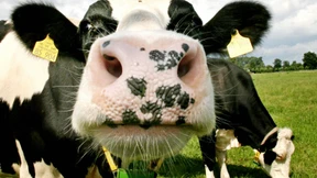 Kuh rülpst bei Maisfutter weniger Methan