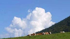 Piraten, die auf keine Kuhhaut mehr gehen