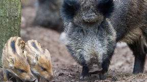 Vom Sparschwein und anderen „Schweinereien“