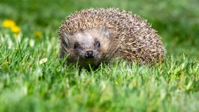 Mähroboter verstümmeln Igel