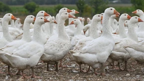 „Verheerendster Ausbruch“ der Geschichte in Europa