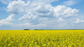 Vielseitig, sauber, klimafreundlich