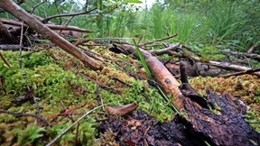 Die deutschen Moore sind in einem „erbärmlichen Zustand“