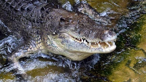 Aborigines unglücklich über Safariverbot