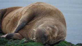 Walross auf Nordsee-Insel Baltrum gesichtet