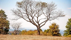 Größte Dürre seit 250 Jahren: Geht uns bald das Wasser aus?