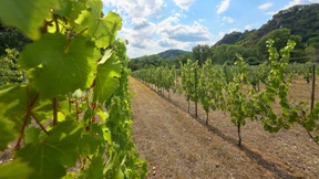 Riesling aus dem Rhein