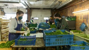 Die sieben Kräuter direkt aus der Gärtnerei