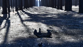 Eine Insel versinkt in den Flammen