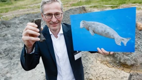 Hobby-Forscher finden elf Millionen Jahre alte Robbe