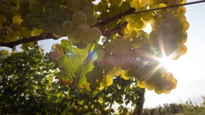 Der Rheingau in Sorge