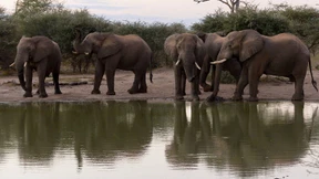 Dutzende Elefanten in Zimbabwe verhungern elendig