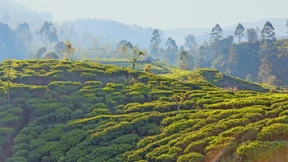 Stirbt die Hoffnung dieses Mal nicht?
