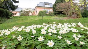 Park mit Teich und Blütengarten