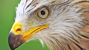 Aufwind für den Rotmilan