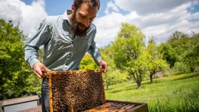 Zu viel Schutz der Bienen