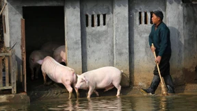 Zuerst kommt das Schweinefleisch, dann die Partei