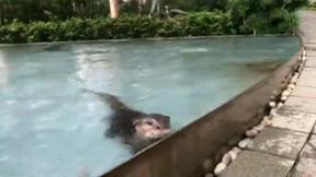 Otter in der Großstadt