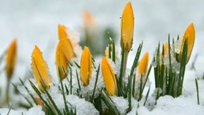 Wintergastspiel zum Frühlingsbeginn