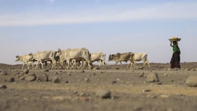 Äthiopien leidet unter schlimmen Dürre