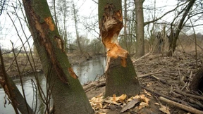 Naturschützer überrascht über Biber in Alzenau