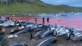 Empörung über Tötung von mehr als 1400 Delfinen auf Färöer-Inseln