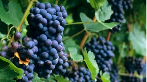 Dürfen wir  vorstellen? 