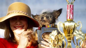 Das sind die hässlichsten Hunde der Welt