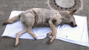 Mutmaßlicher Wolf nahe Marburg tot entdeckt
