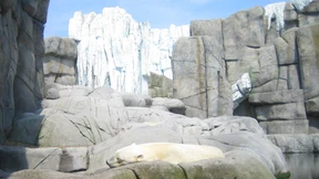 Eine Eisbombe für die Bären