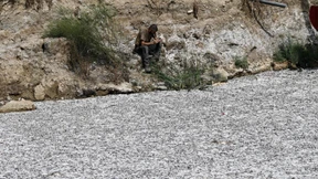 Massenhaft tote Fische in griechischer Hafenstadt angeschwemmt