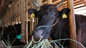 Angst vor radioaktiv verseuchtem Essen wächst