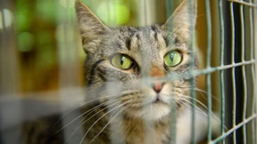 Wenn das Herrchen ins Gefängnis muss