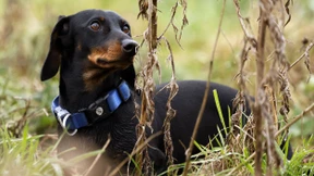 So lange leben verschiedene Hunderassen