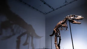 Gorgosaurus-Skelett bald unter dem Hammer