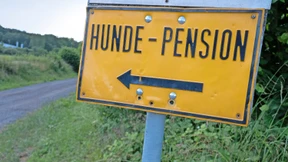 Viele Tierpensionen ausgebucht